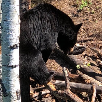 Black Bear Foraging